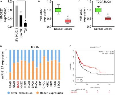 LINC00319-Mediated miR-3127 Repression Enhances Bladder Cancer Progression Through Upregulation of RAP2A